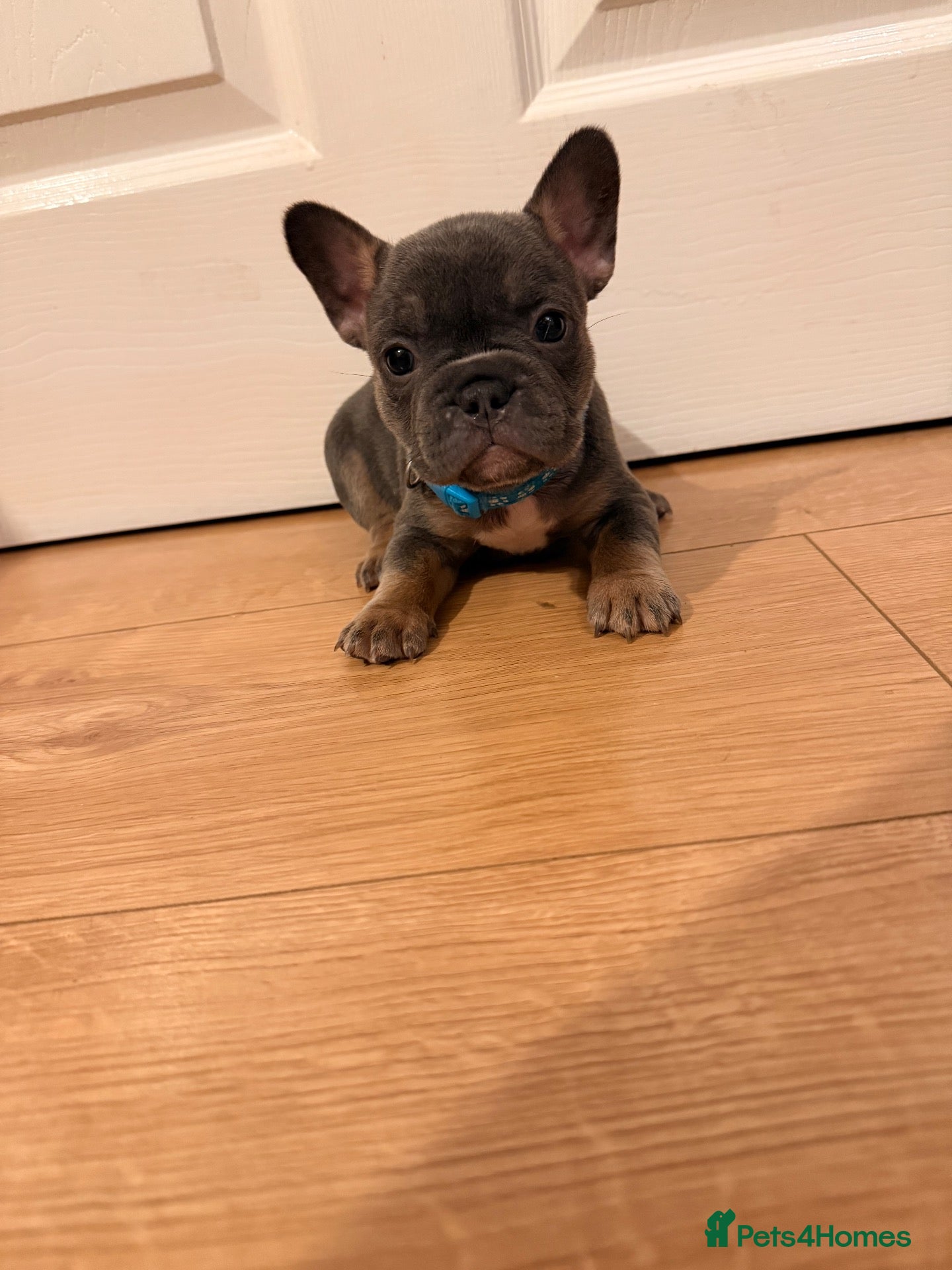 French Bulldog dogs 🌟Exceptional KC Reg French Bulldog Puppies🌟 - Advert 16
