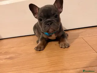 French Bulldog dogs 🌟Exceptional KC Reg French Bulldog Puppies🌟 - Advert 16