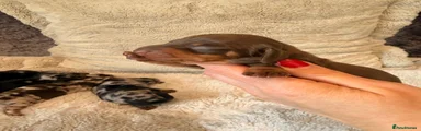 Miniature Dachshund Puppy 3