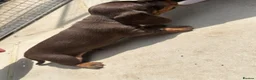 Dachshund dogs for sale: Dachshund puppy’s for sale 1 male 1 female - Advert 7