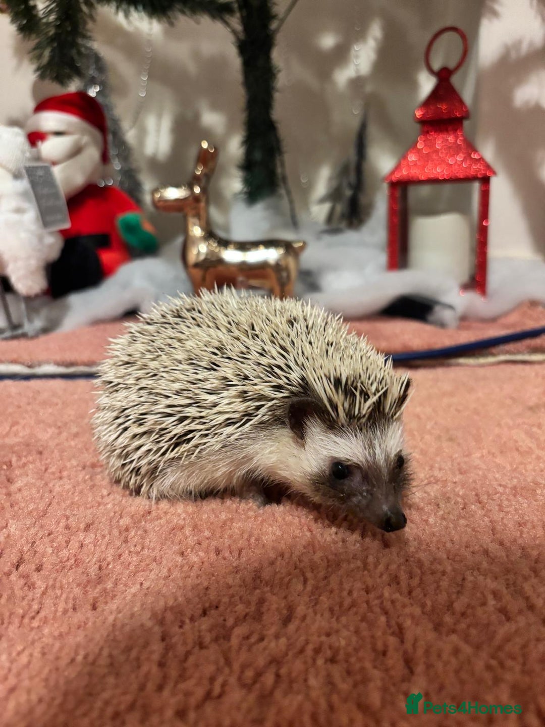 Pygmy Hedgehog rodents for sale: Luca the african pygmy hedgehog for sale - Advert 3