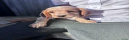 Cocker Spaniel dogs for sale: ❤️ Beautifull puppies available ❤️ - Advert 8