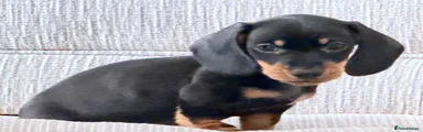 Miniature Dachshund 1