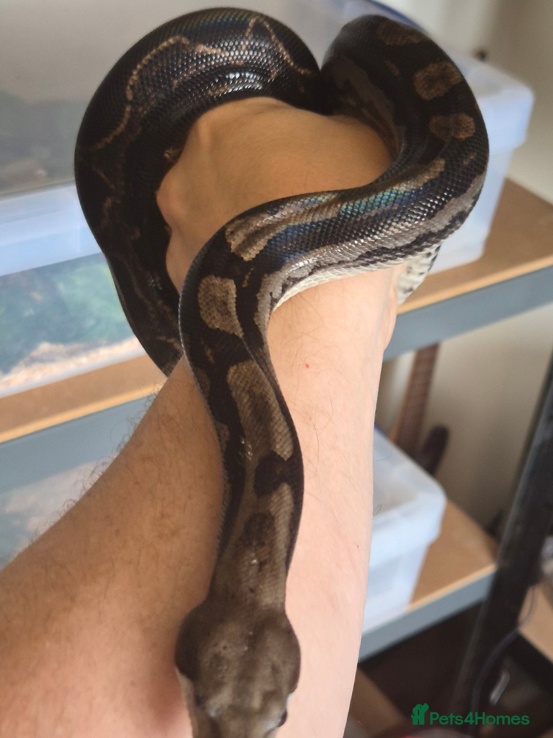 Boa Snake reptiles for sale: Boa for sale - Image 3
