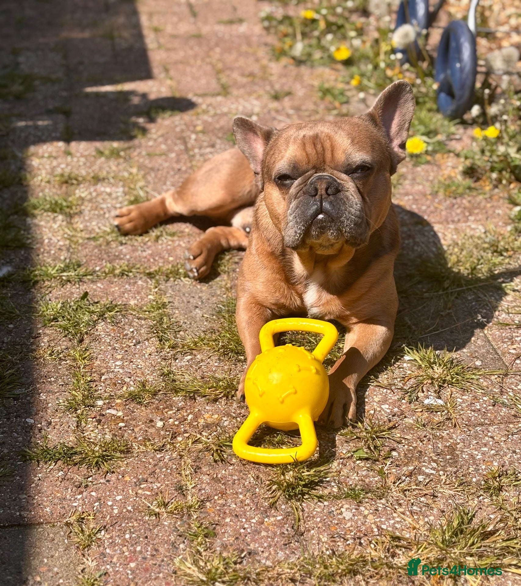 French Bulldog dogs French bulldog boy for sale - Advert 1