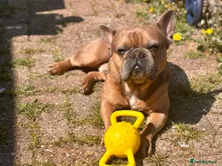 French Bulldog dogs French bulldog boy for sale - Advert 1