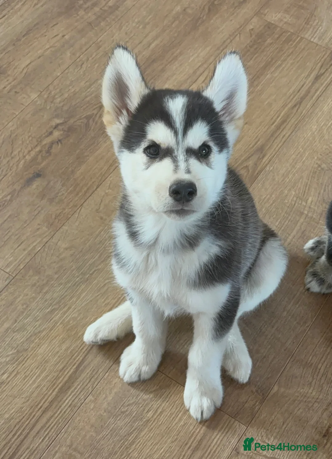Mixed Breed dogs for sale: Husky X Labrador puppies  - Advert 1