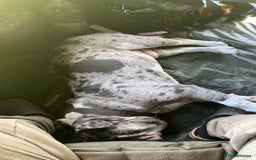 Dorset Olde Tyme Bulldogge dogs for sale: 11 month Old Tyne BullDog  - Image 8