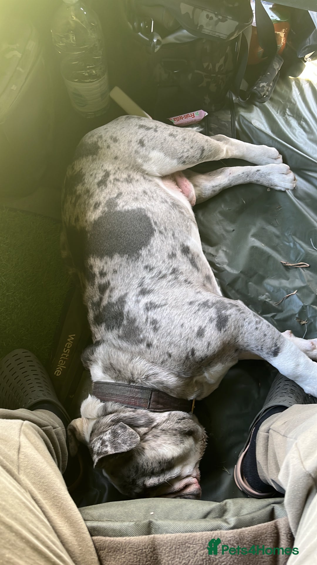 Dorset Olde Tyme Bulldogge dogs for sale: 11 month Old Tyne BullDog  - Image 8