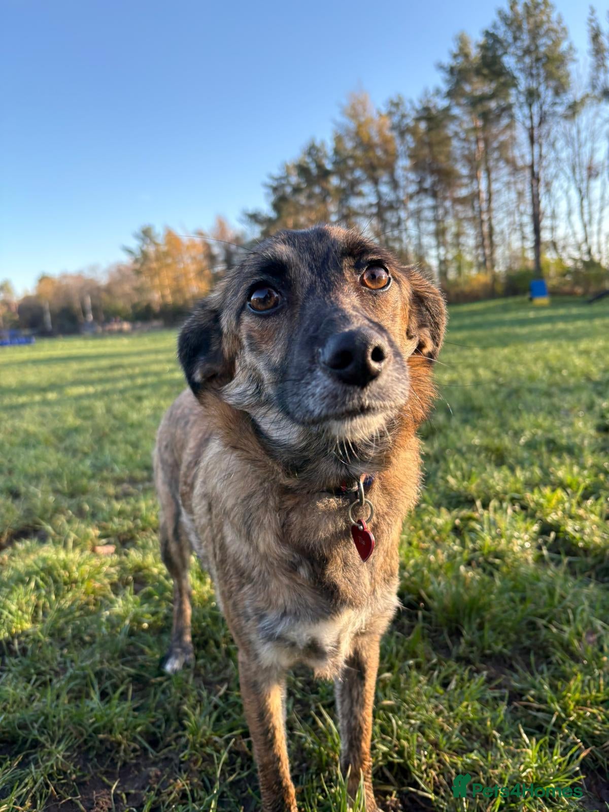 Mixed Breed dogs 🐾 Tigra: Gentle Adorable Beautiful Clever girl - Advert 2