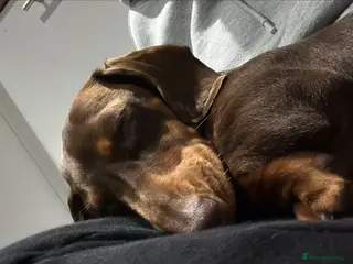 Miniature Dachshund dogs Mini dachshund rehoming nearly 2yrs - Advert 1