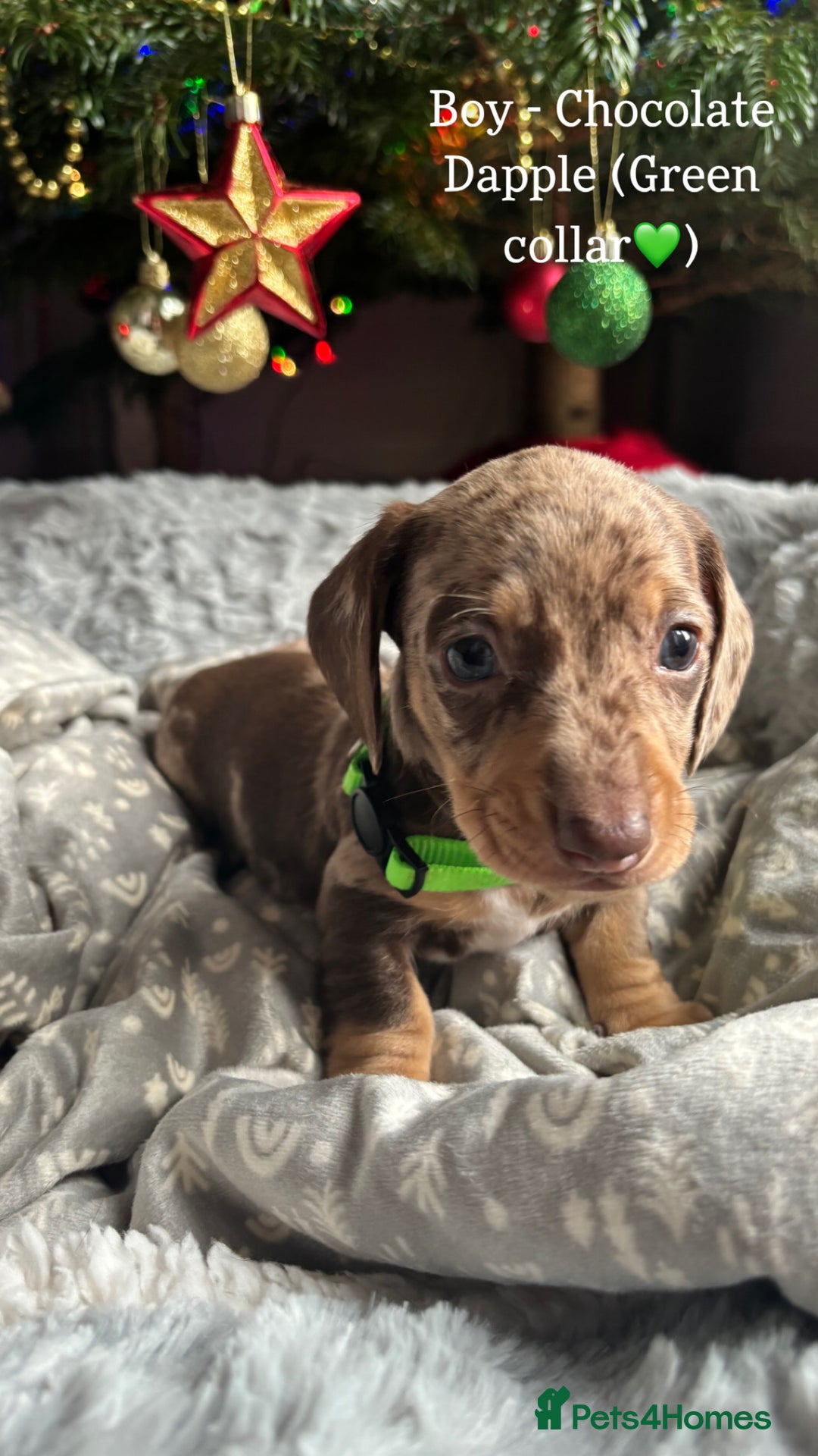 Miniature Dachshund dogs for sale: Last 2 Miniature Dachshund Pups Ready 23rd Dec! - Advert 2