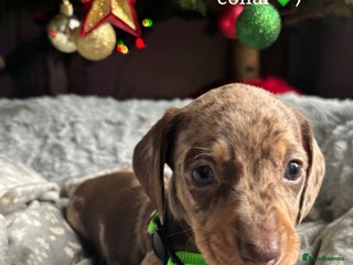 Miniature Dachshund dogs 🎄ONLY 1 Miniature Dachshund Pup Ready 23rd Dec🎄 - Advert 1