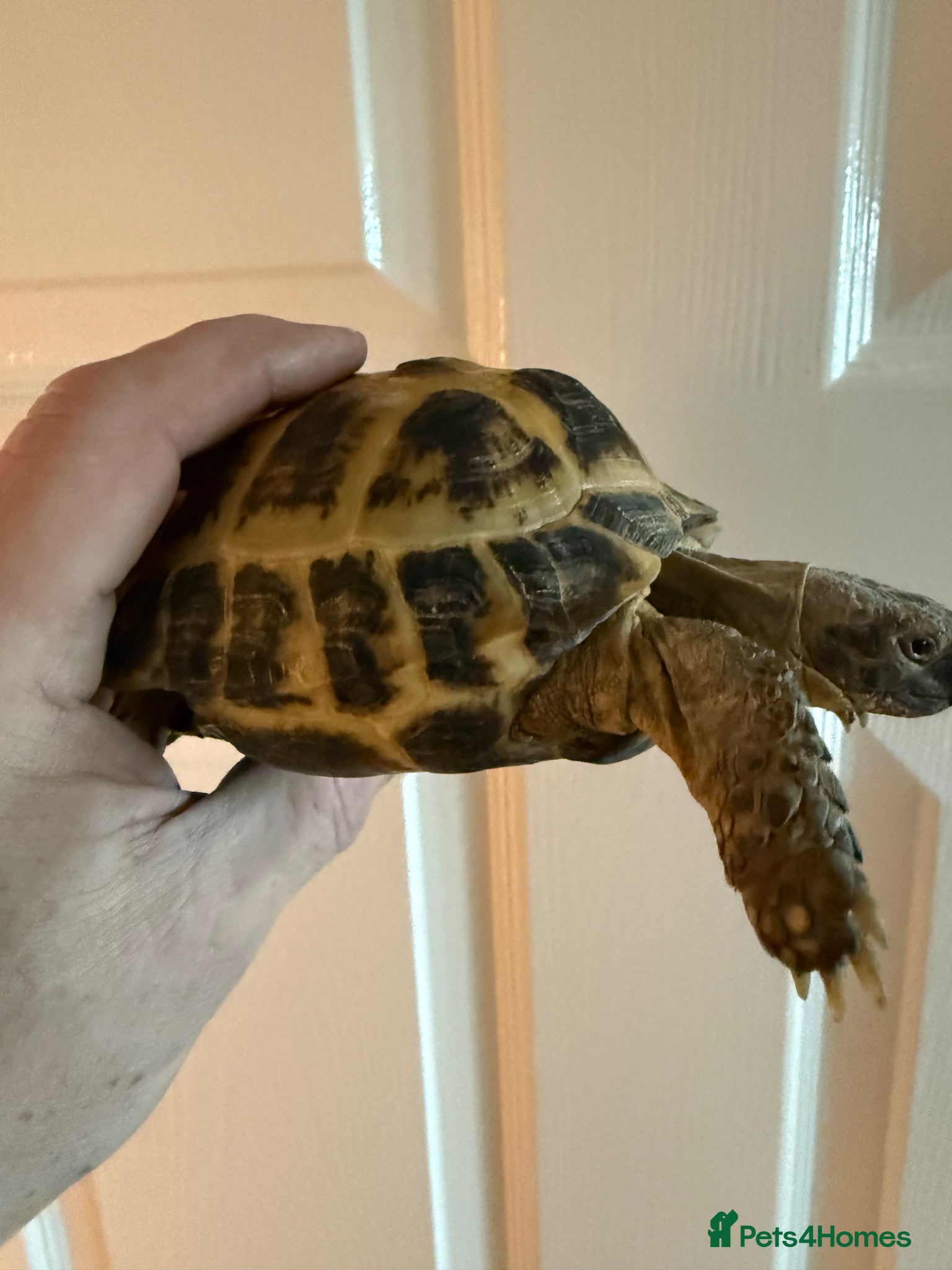 Tortoise reptiles 6 year old adult male Horsfield Tortoise - Advert 1