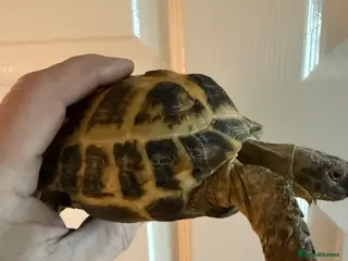 Tortoise reptiles 6 year old adult male Horsfield Tortoise - Advert 1