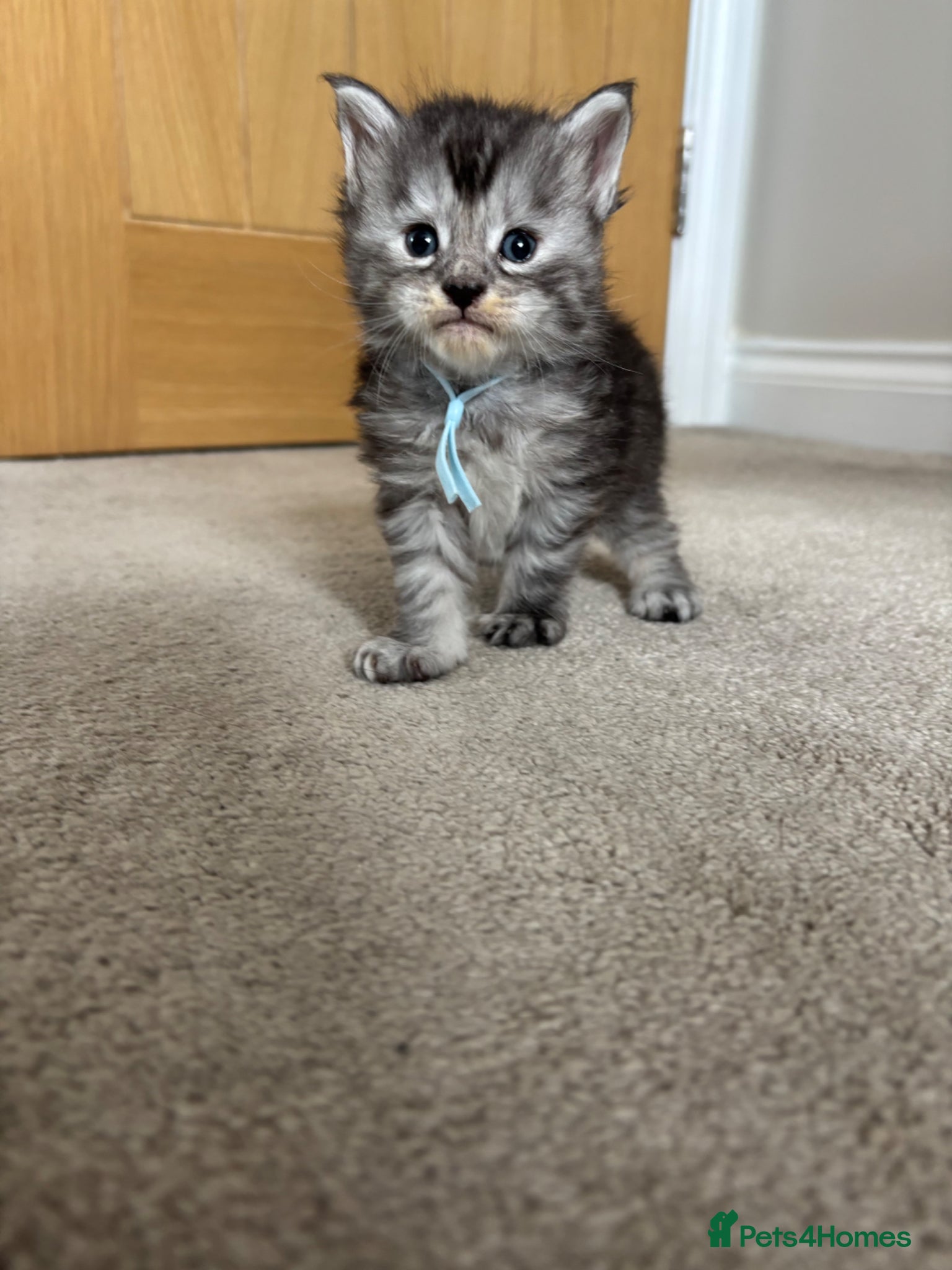 Maine Coon cats for sale: TICA Maine Coon Kittens  - Advert 4