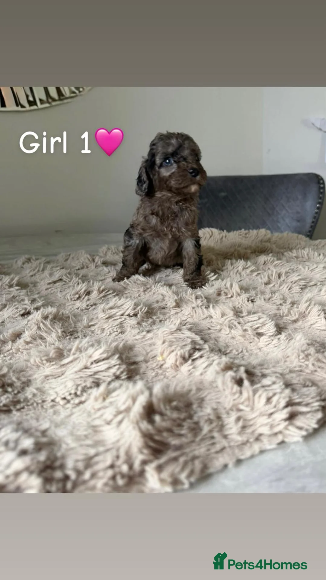 Cockapoo dogs for sale: ✨ Adorable F1B Cockapoo Puppies! ✨ in Swansea - Advert 4