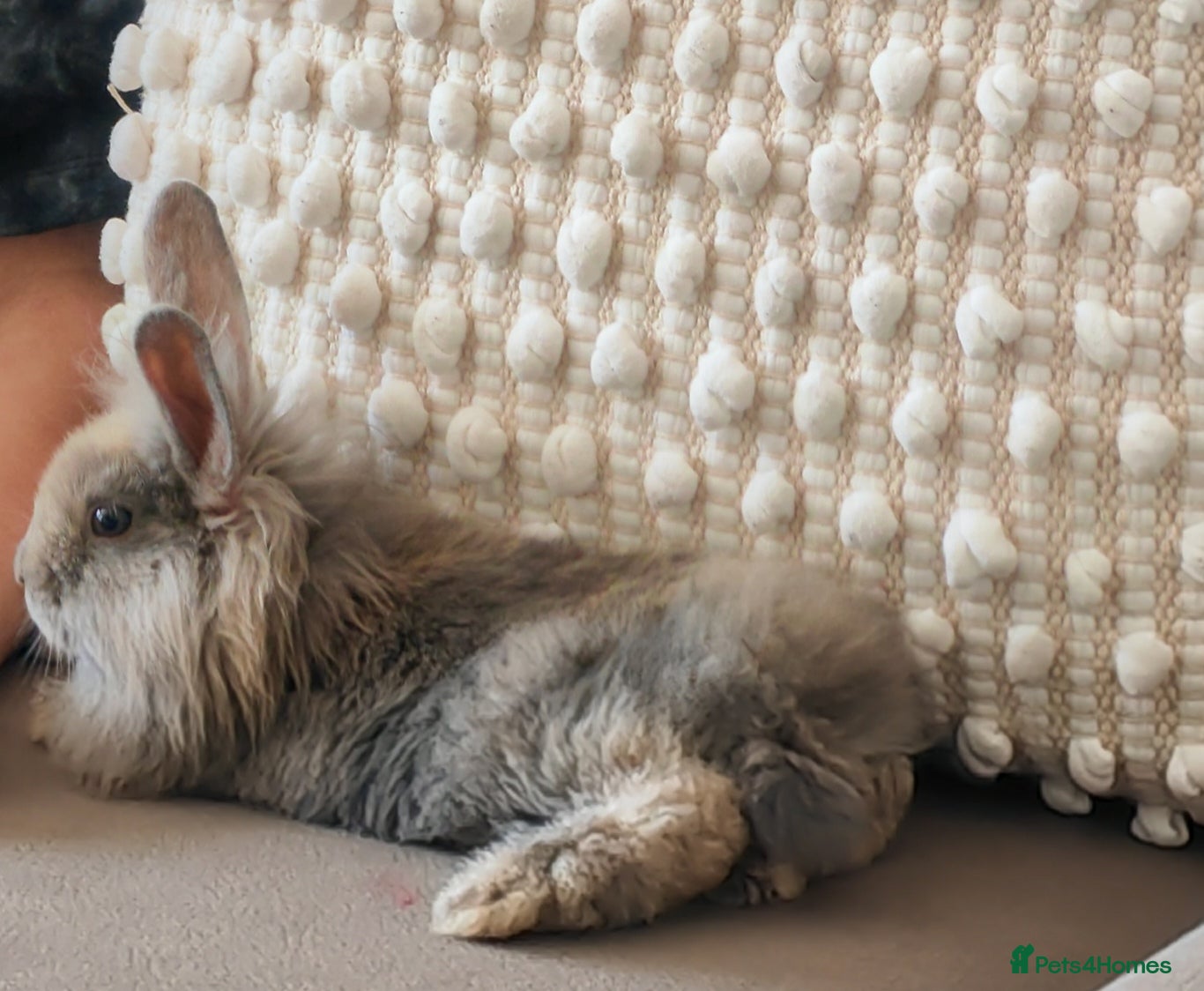 Mixed Breed rabbits Lion head and lop independent friendly female - Advert 20