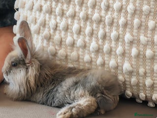 Mixed Breed rabbits - Advert 18