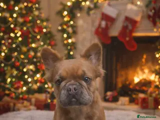 French Bulldog dogs KC Reg Fluffy Frenchie Female For Sale - Advert 1