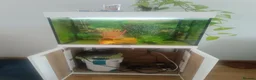Fancy Goldfish fish for sale: Oranda 2+ years in Rotherham - Advert 3