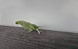 Ringnecks birds for sale: Green ringneck  - Image 2