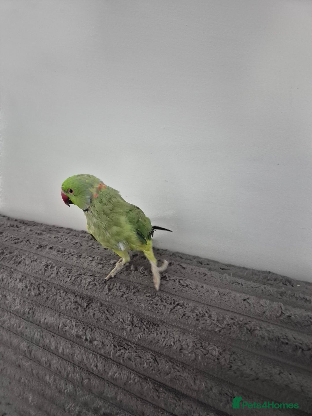 Ringnecks birds for sale: Green ringneck  - Image 2