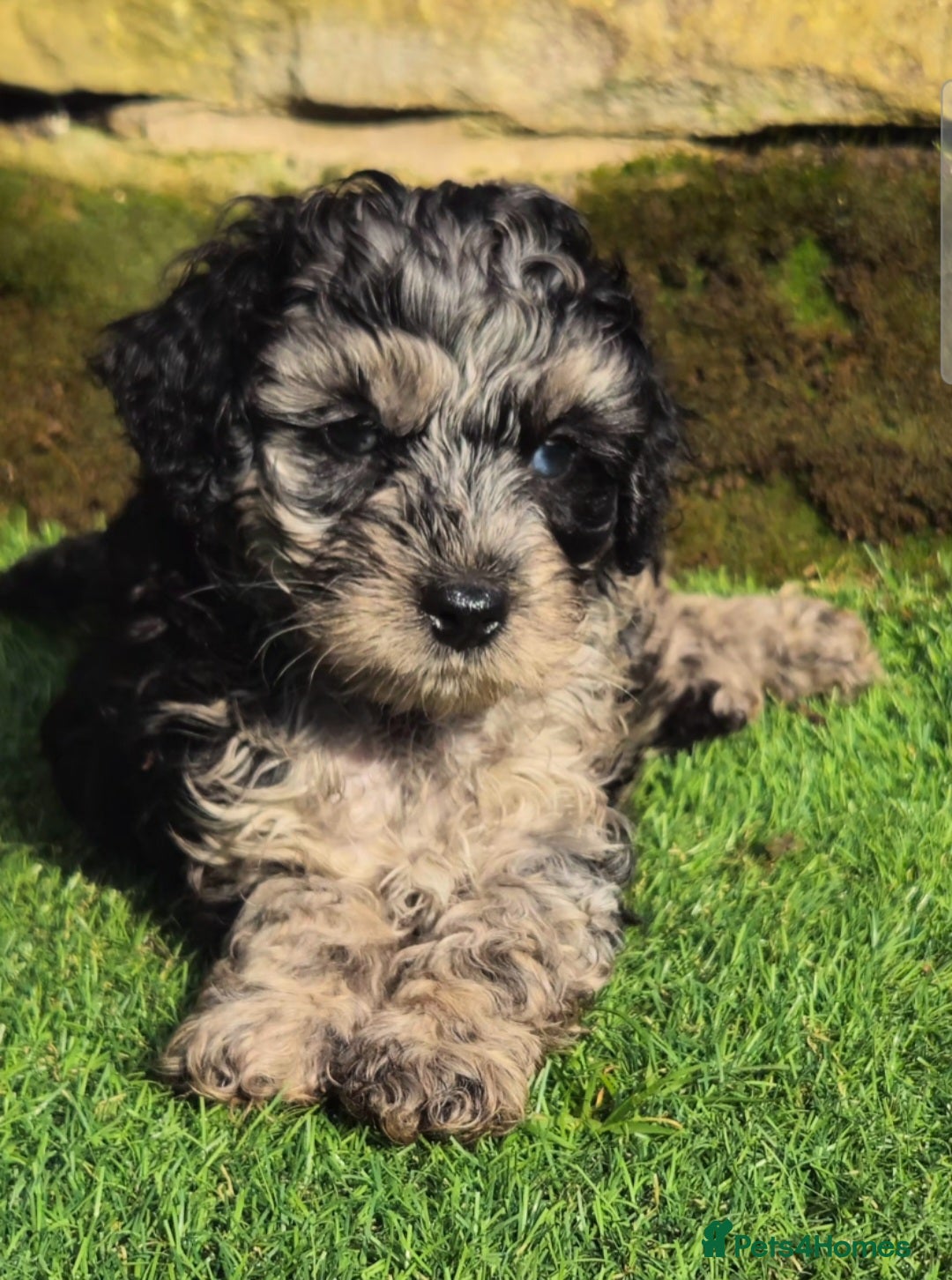 Cockapoo dogs  F1b toy American  cockerpoos  - Advert 2