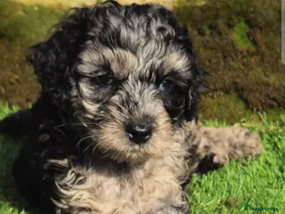 Cockapoo dogs F1b toy American cockerpoos - Advert 2