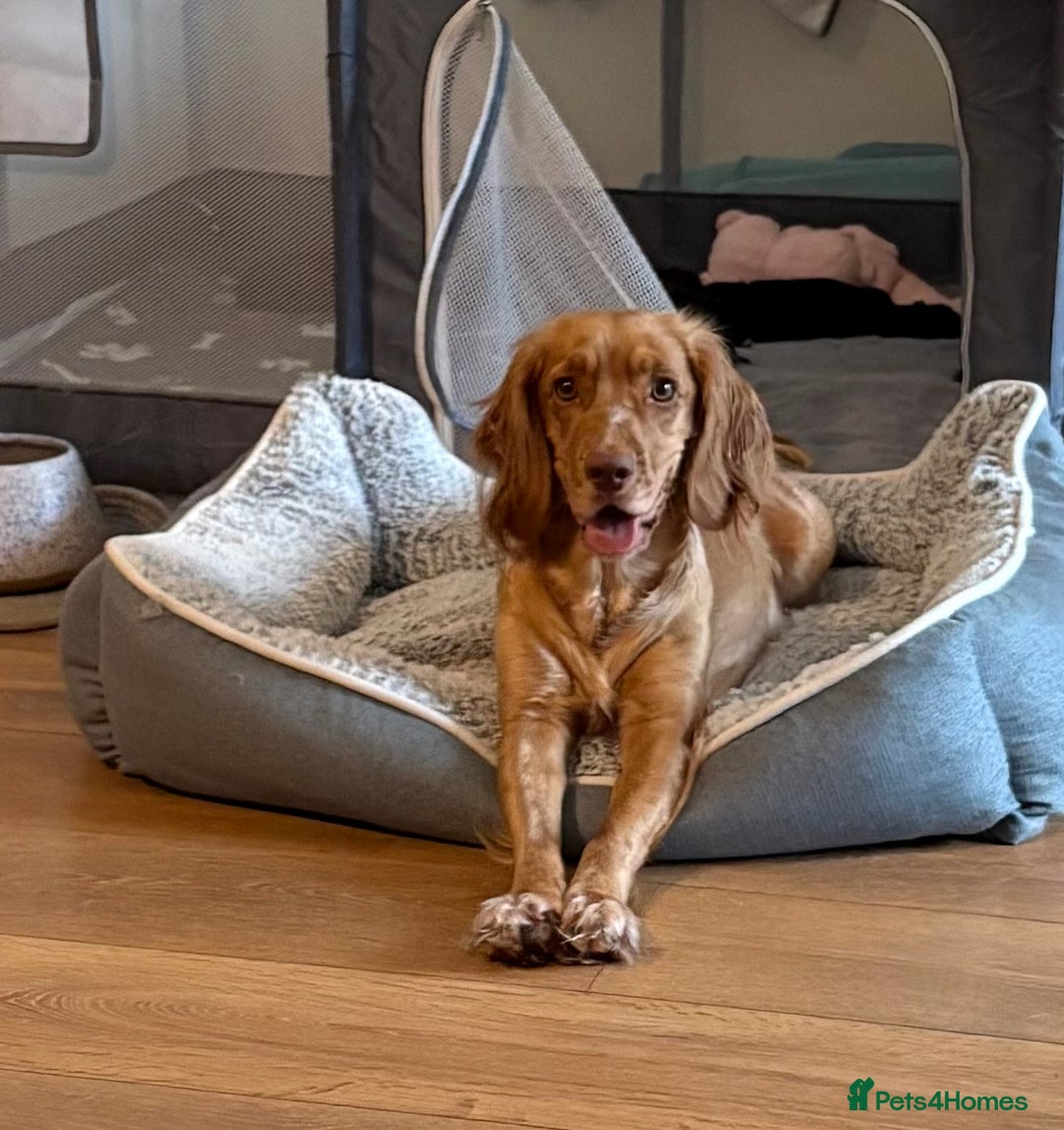 Cocker Spaniel dogs for sale: Gorgeous Working Cocker spaniels for sale - Image 4