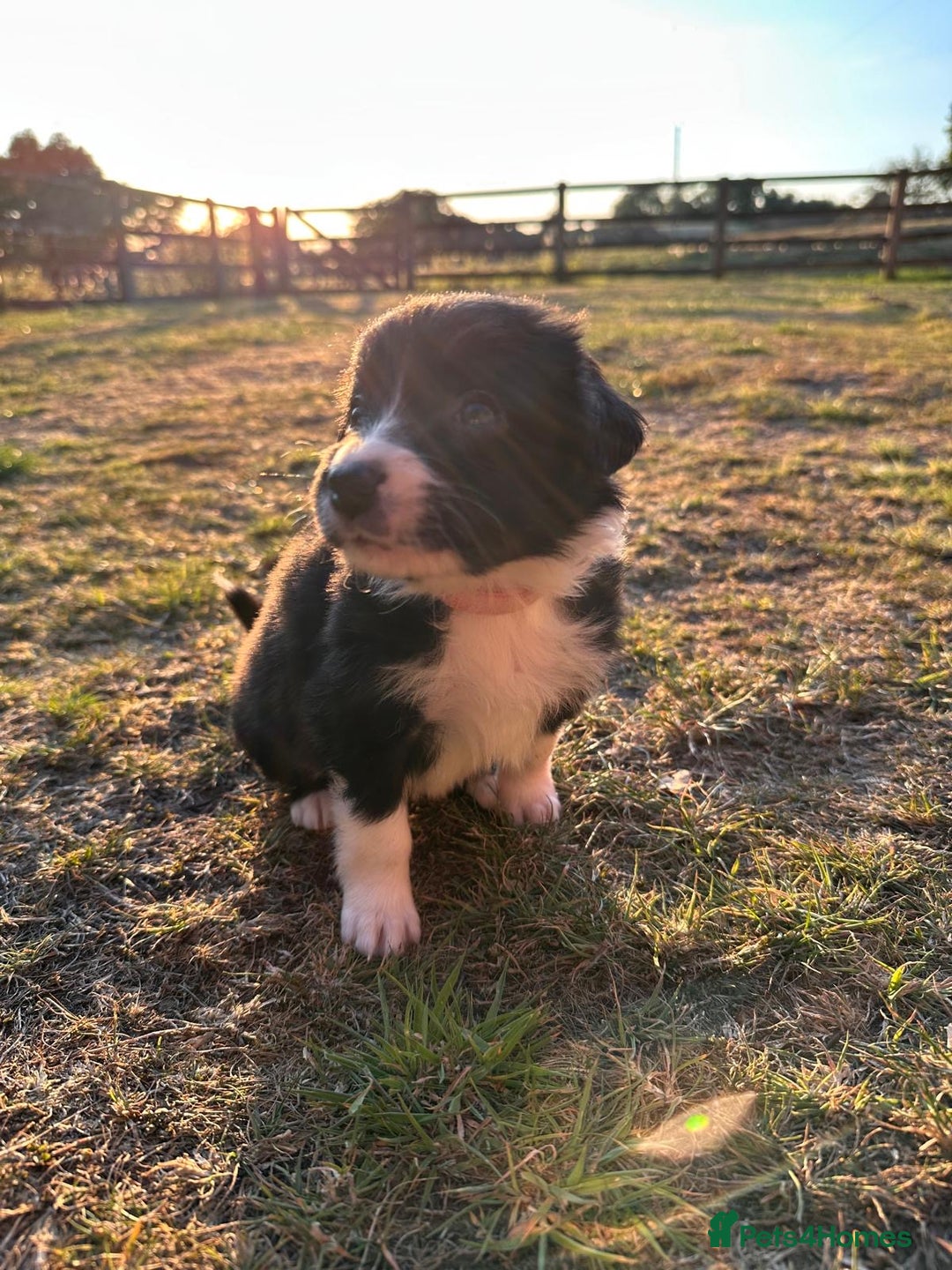 Border Collie dogs for sale: 10 Beautiful Border Collie Puppies - Image 27