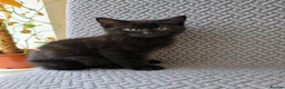 British Shorthair cats for sale: British shorthair X Tabby kitten Male - Advert 4
