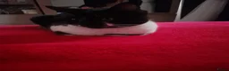 Mixed Breed cats for sale: Kittens in Wigan - Advert 1