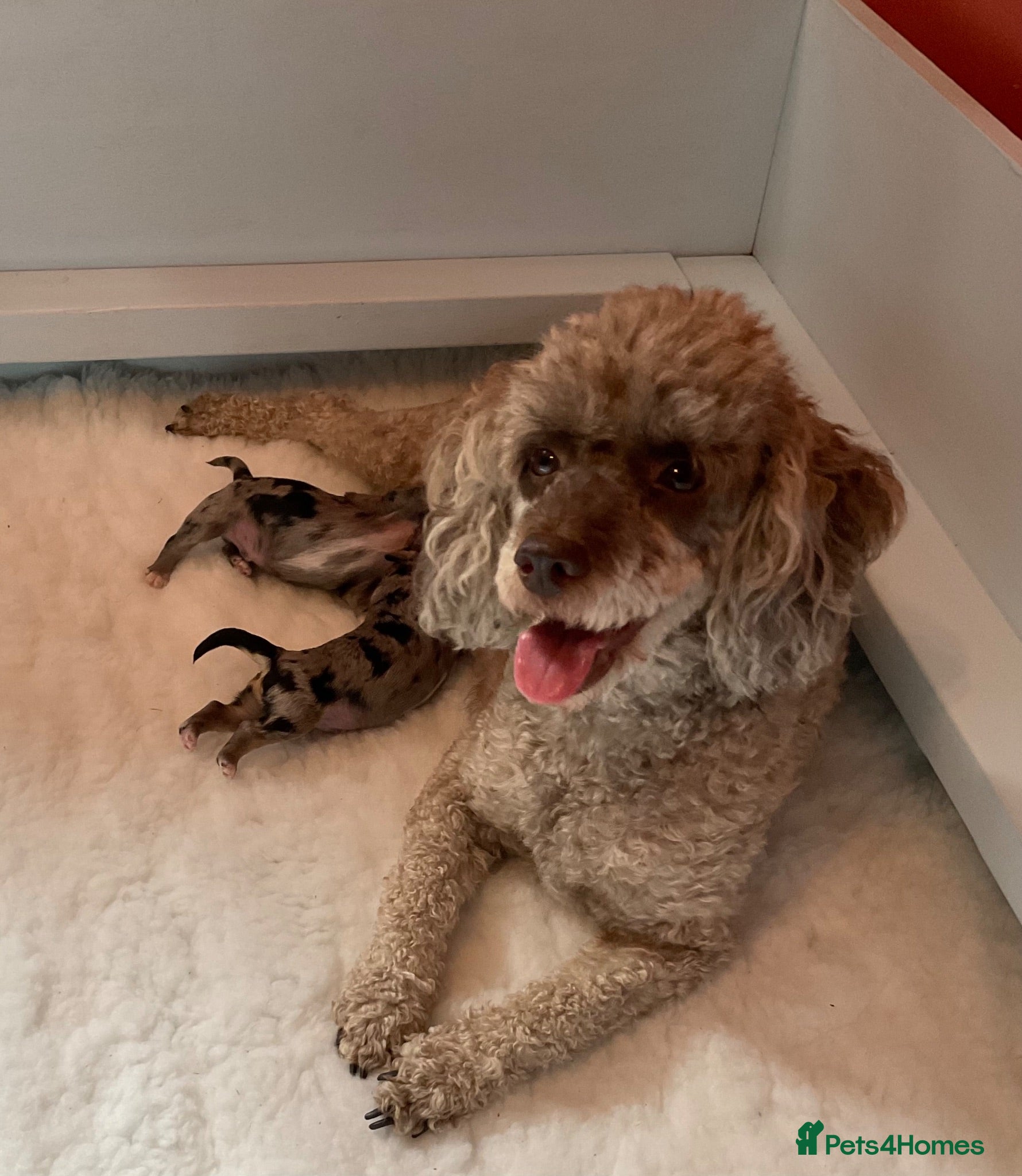 Maltipoo dogs Beautiful Blue Merle Maltipoos - Advert 2