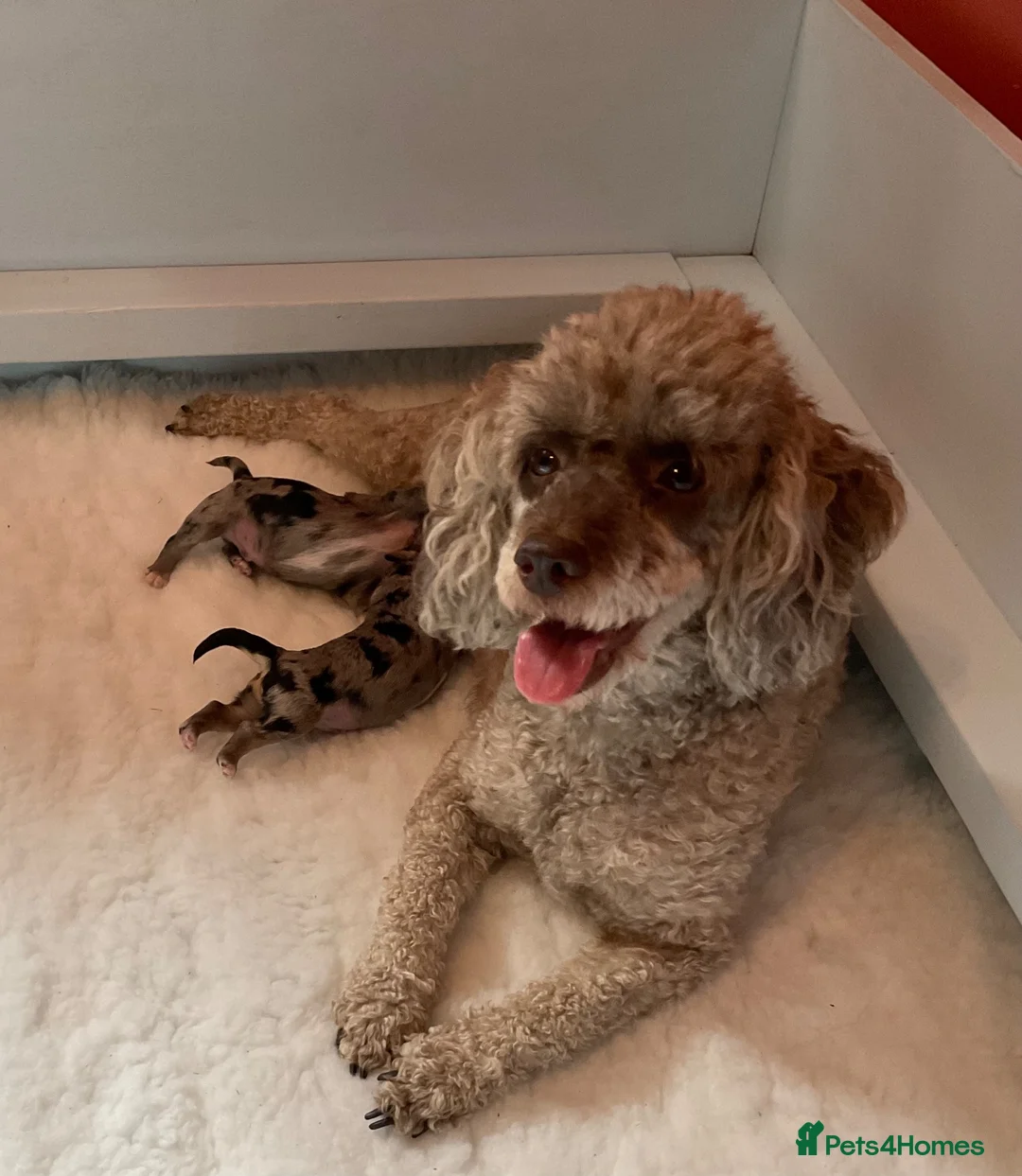 Maltipoo dogs for sale: Beautiful Blue Merle Maltipoos - Advert 2