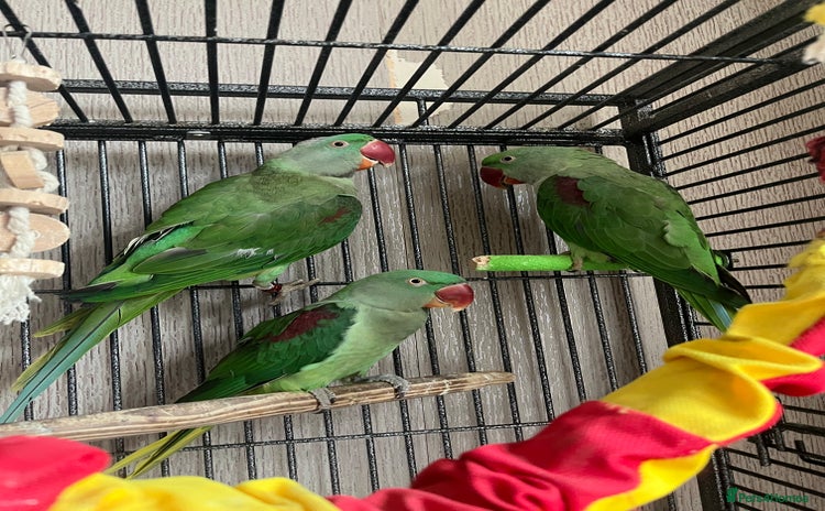 Parakeets birds - Advert 1