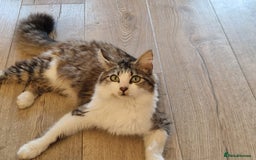Maine Coon cats for sale: 4 beautiful  maine coon cross  kittens  - Image 7