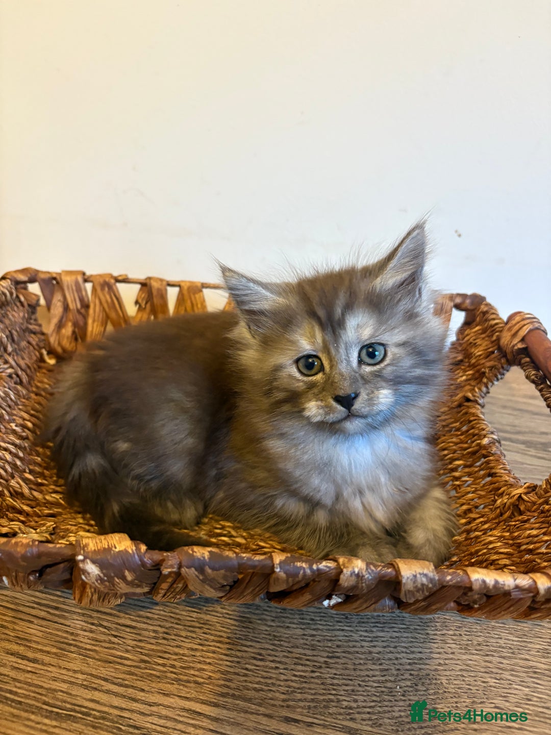 Maine Coon cats for sale: 🐾 Russian Maine Coon Kittens – TICA Registered 🐾 - Image 37