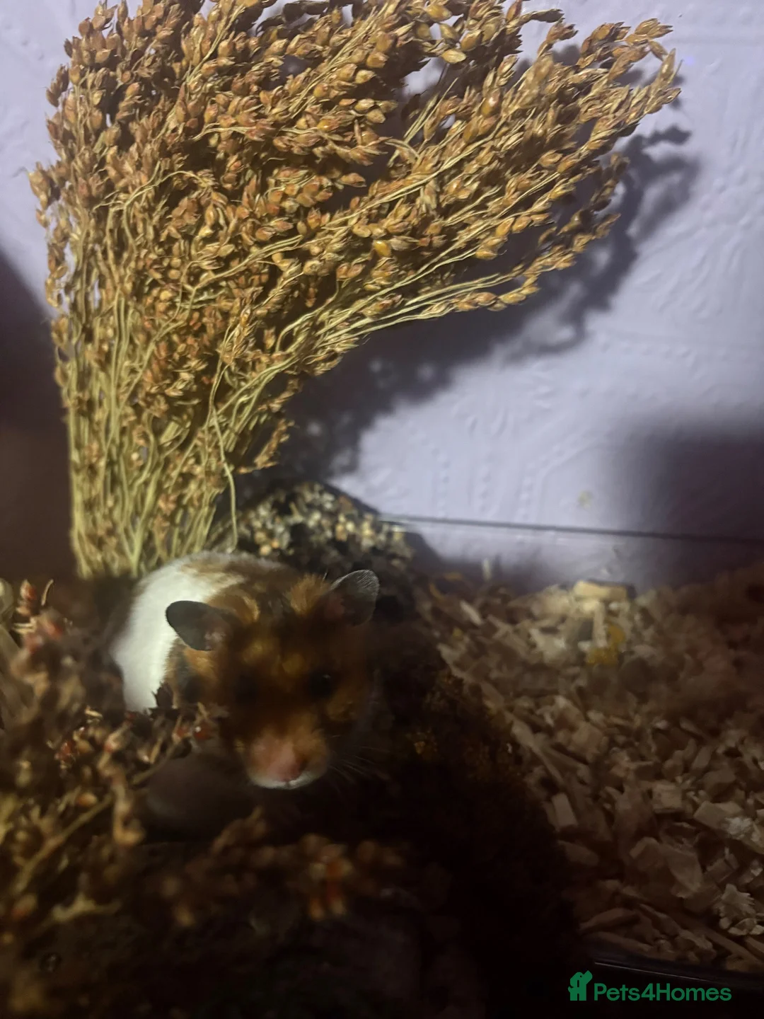 Hamster rodents for sale: Hamster for rehoming  - Advert 2