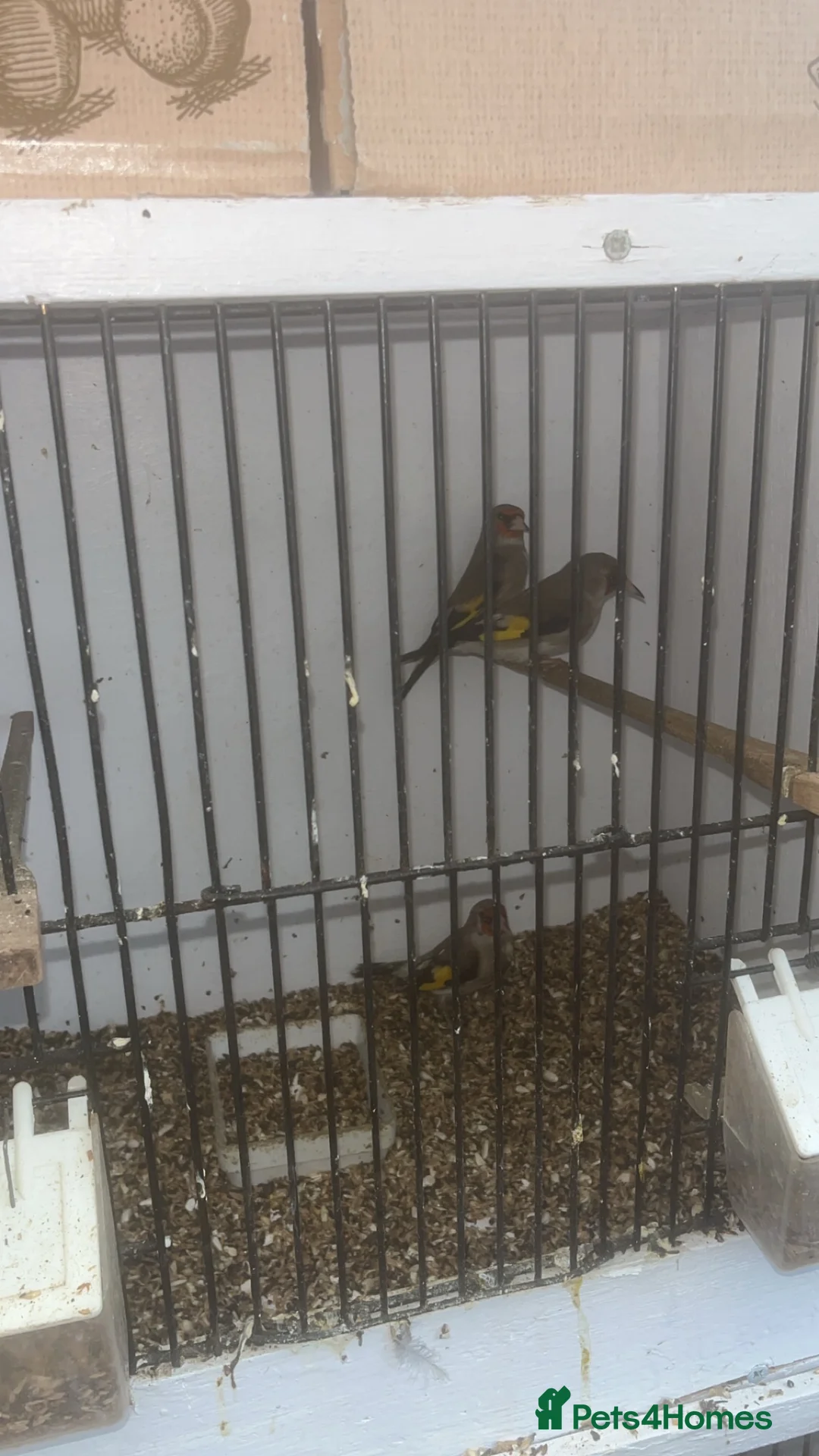 Finches birds for sale: Himalayan grey goldfinches  - Advert 4