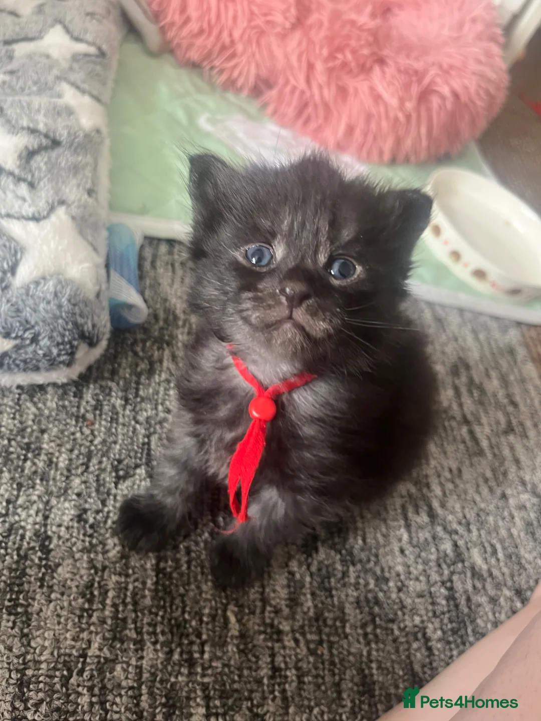 Maine Coon cats for sale: Mainecoon kittens  - Advert 1