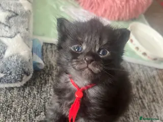 Maine Coon cats Mainecoon kittens - Advert 2