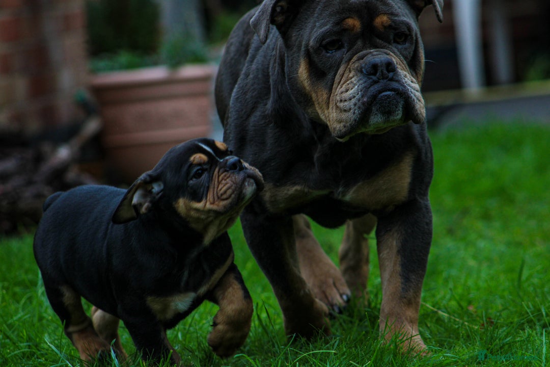 Olde English Bulldogge dogs for sale: Olde English Bulldog puppies (Reduced) - Image 7