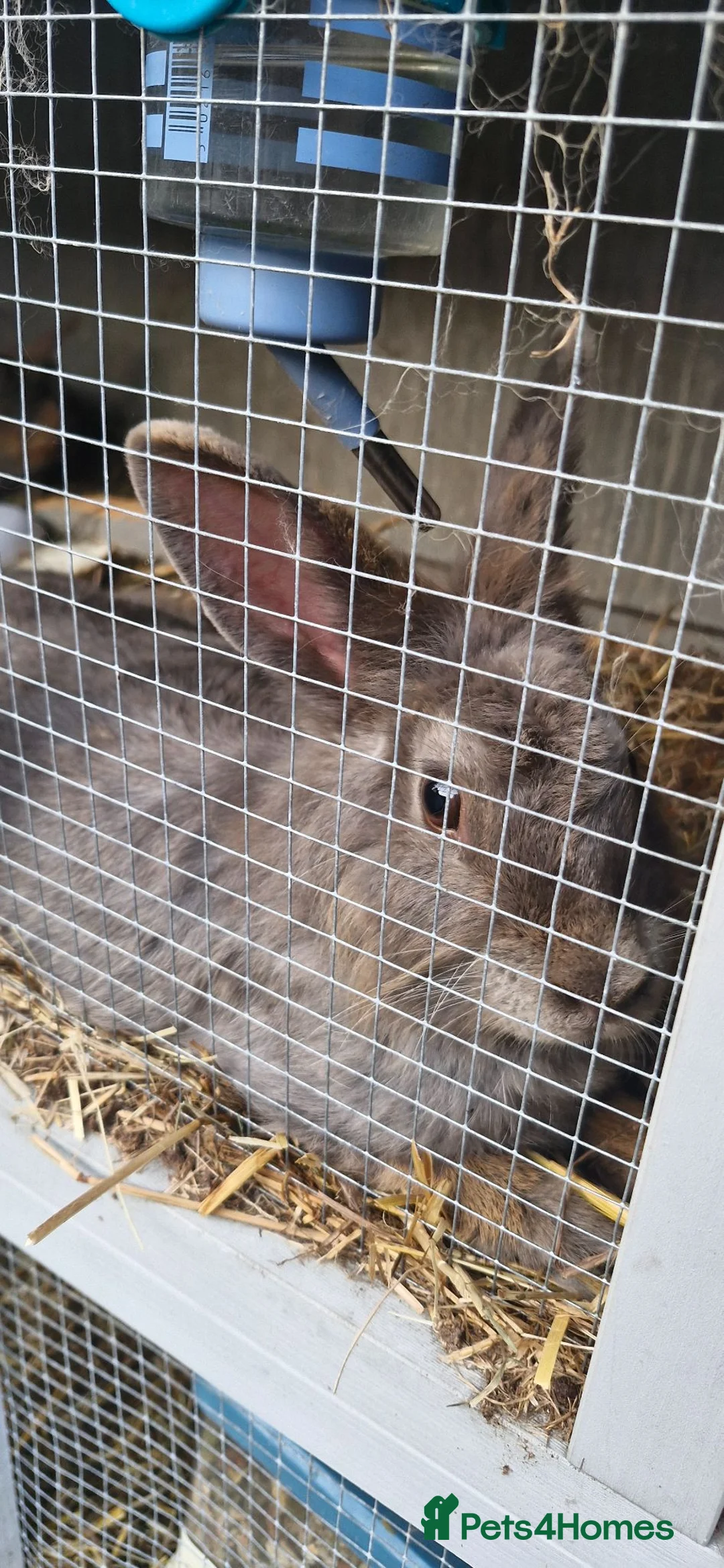 Mixed Breed rabbits for sale: Rehome my rabbits - Advert 2