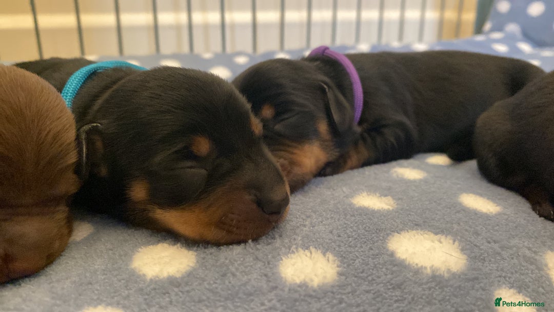 Miniature Dachshund dogs for sale: YOUR FOREVER COMPANION AWAITS  - Image 5