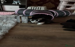 British Shorthair cats for sale: 3 kitty’s  - Image 3