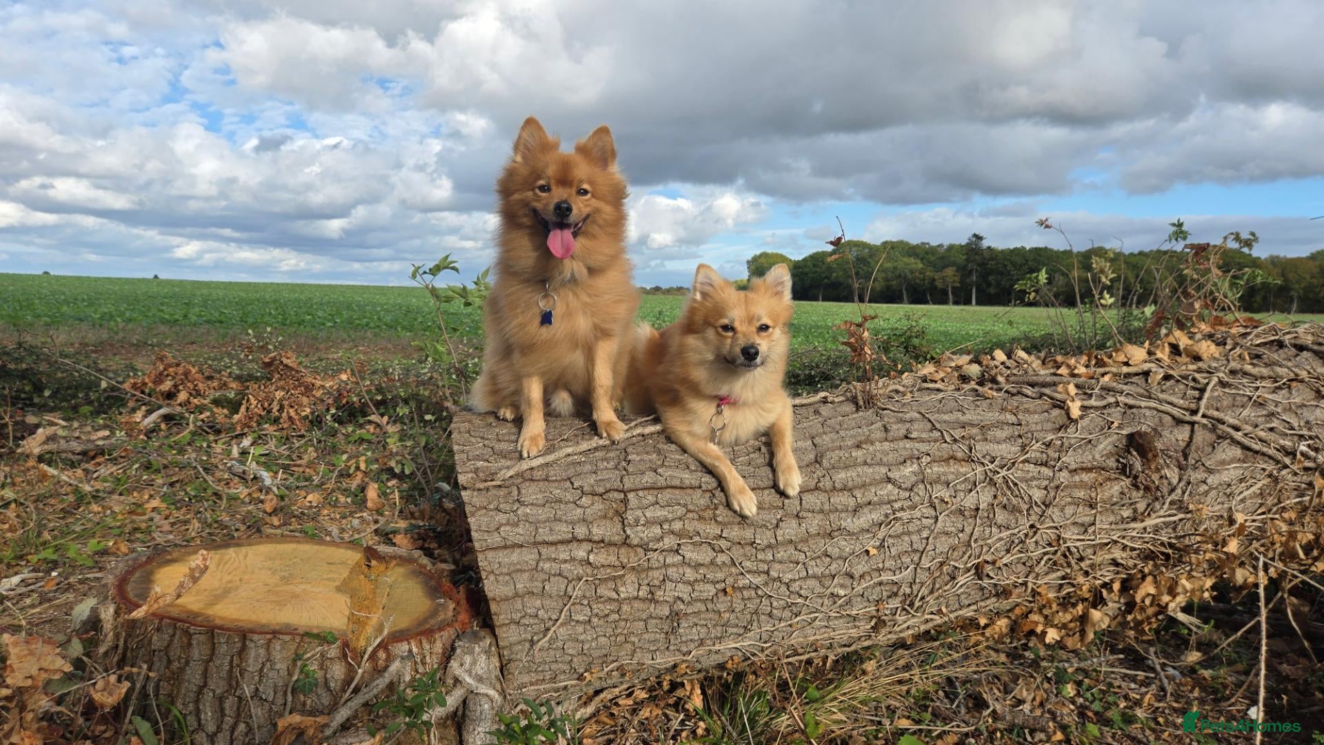 Pomeranian dogs Lovind and cuddly pomeranians age 3 and 4  - Advert 13