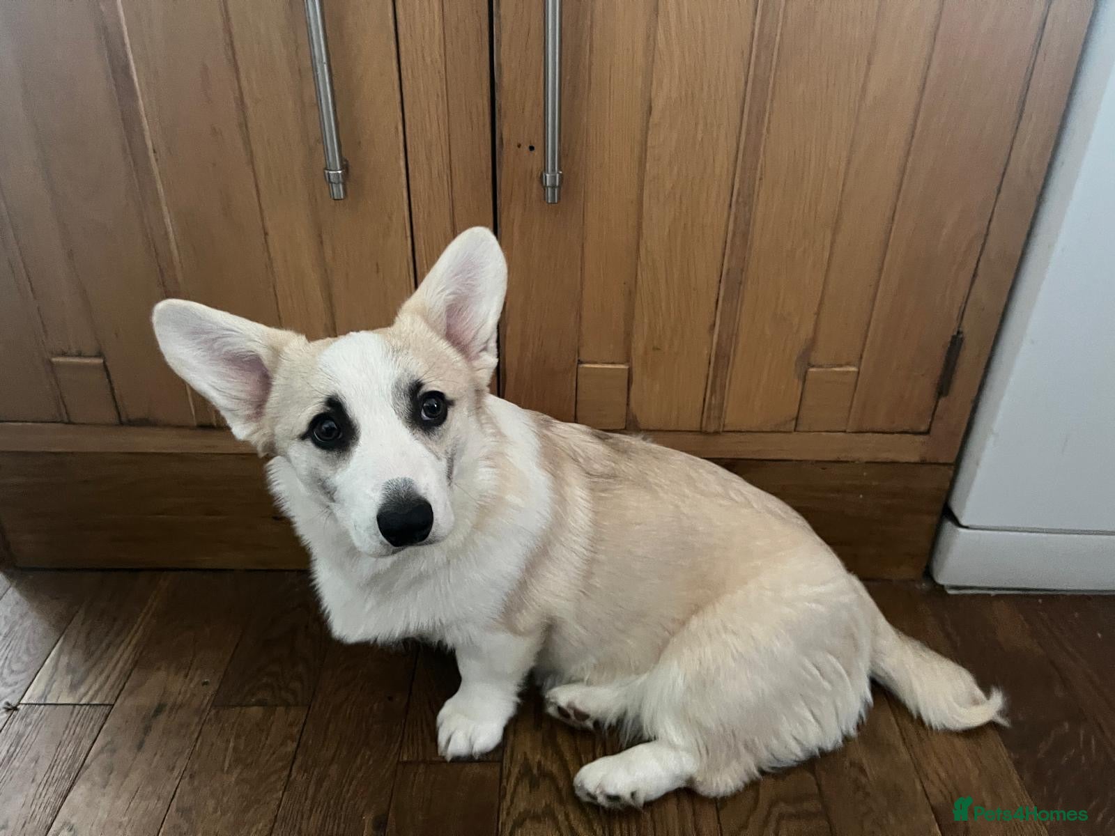 Welsh Corgi Pembroke dogs Pembroke corgi (Girl) - Advert 3