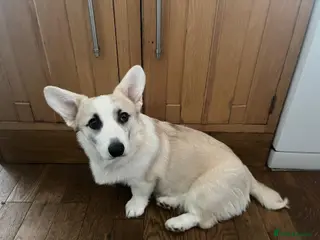 Welsh Corgi Pembroke dogs Pembroke corgi (Girl) - Advert 3