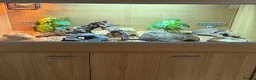 Corn Snake reptiles for sale: Anery and Common Corn Snakes  in Carterton - Advert 3